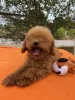 Дополнительные фото: Toy poodle's girl