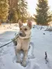 Дополнительные фото: Веста ищет дом!