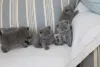 Фото №3. Красивые маленькие британские короткошерстные котята. Германия