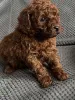Дополнительные фото: Toy poodle females puppies