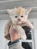 Дополнительные фото: Очаровательный котенок мейнкун