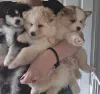 Фото №3. Taivaallisia Pomskyn pentuja.  Финляндия