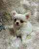 Фото №3. Preciosos cachoros чихуахуа в венте.  Испания