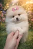 Фото №2 к объявлению №166537 о продаже померанского шпица - купить в Украине из питомника, заводчик