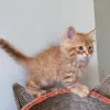 Фото №3. Шатоны Мейн-кун доступны на заказ.. Бельгия