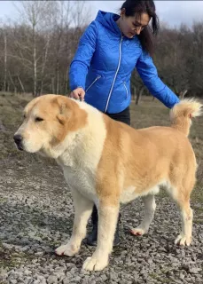 Дополнительные фото: Щенки САО( Puppies Central Asian shepherd.)