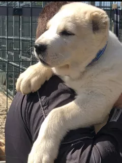 Фото №3. Щенки САО( Puppies Central Asian shepherd.).  Украина