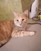 Дополнительные фото: Рыженькое солнышко Санчо, молодой котик ищет дом