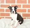 Фото №2 к объявлению №158227 о продаже бостон-терьера - купить в Ирландии 