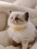 Фото №3. Registrierte reinrassige Ragdoll-Kätzchen. Албания