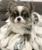 Дополнительные фото: Принять ** щенка чихуахуа **