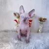 Дополнительные фото: SE Venden Gatos sphynx sanos