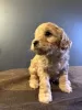 Дополнительные фото: Süßer Maltipoo