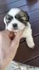 Фото №3. Идеальные щенки Ши-Тцу, доступны девочки..  Эстония