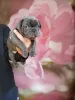 Дополнительные фото: Милые щенки французский бульдог.