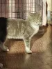 Дополнительные фото: Мэй, серебристо-дымчатая кошечка, ищет свой дом