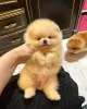 Фото №3. Pomeranski Mini Shpic Pomeranian Spitz Померанские Мини шпицы.  Колумбия