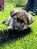Дополнительные фото: Schäferhund-Welpen zu verkaufen