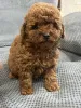 Фото №1. пудель (той) - купить в Киеве за 166981₽. Объявление №159960