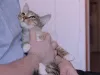 Дополнительные фото: Умная, ласковая, полосатая кошечка ищет дом.