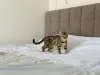 Дополнительные фото: Бенгальская кошка