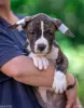 Дополнительные фото: Американские щенки Staffordshire Terrier