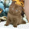 Фото №3. Великолепный британский короткошерстный котенок ищет любящий дом. Германия