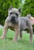 Дополнительные фото: Высококлассные щенки кане корсо