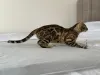 Дополнительные фото: Бенгальская кошка