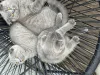 Дополнительные фото: Котятам 11 недель
