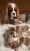 Дополнительные фото: Ich habe Cavalier King Charles Spaniel