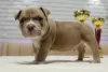 Дополнительные фото: Открыта Бронь на American Bully премиум качества