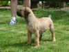 Фото №3. Weihnachtsgeschenk Boerboel (Южноафриканский мастиф) Welpen.  Германия