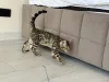 Дополнительные фото: Бенгальская кошка