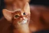 Дополнительные фото: Абиссинская кошка в Беларуси