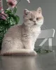 Фото №2 к объявлению №159474 о продаже шиншилла кошка - купить в Германии заводчик