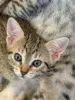Фото №3. Chatons Mau egyptiens в продаже. Бельгия