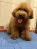 Дополнительные фото: Toy poodle's 7 months FCI