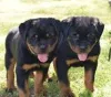 Фото №3. Линдос качоррос Ротвейлер для продажи.  Португалия