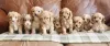 Дополнительные фото: Потрясающий здоровье щенки F1B Cavapoo щенки