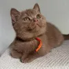 Фото №3. Чистокровные британские короткошерстные котята милые, здоровые и хорошо. Германия