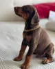 Дополнительные фото: Urocze szczenięta dobermana do adopcji