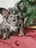 Дополнительные фото: Французский бульдог