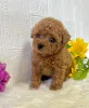 Фото №1. пудель (карликовый) - купить в Цюрих за 74214₽. Объявление №144939