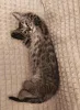 Дополнительные фото: Марсик маленький полосатый котик-подросток очень ждёт своего человека
