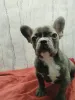 Фото №4. Продажа французского бульдога в Бресте частное объявление - цена договорная