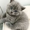 Фото №2 к объявлению №173854 о продаже британская короткошёрстная - купить в Великобритании частное объявление, заводчик