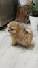 Фото №3. Красивые щенки Pomeranian Spitz.  Сербия