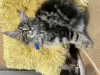 Дополнительные фото: Maine coon