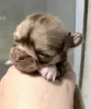 Дополнительные фото: Щенки чихуахуа мини и микро.